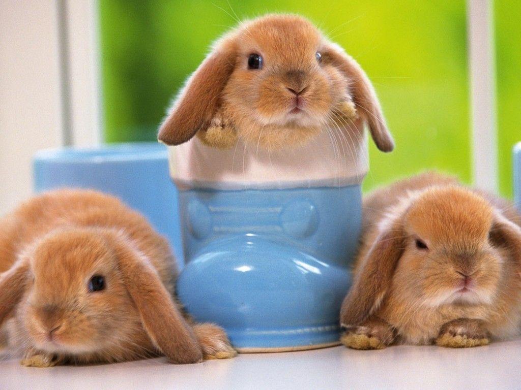 Bunny Backgrounds Pictures - Wallpaper Cave