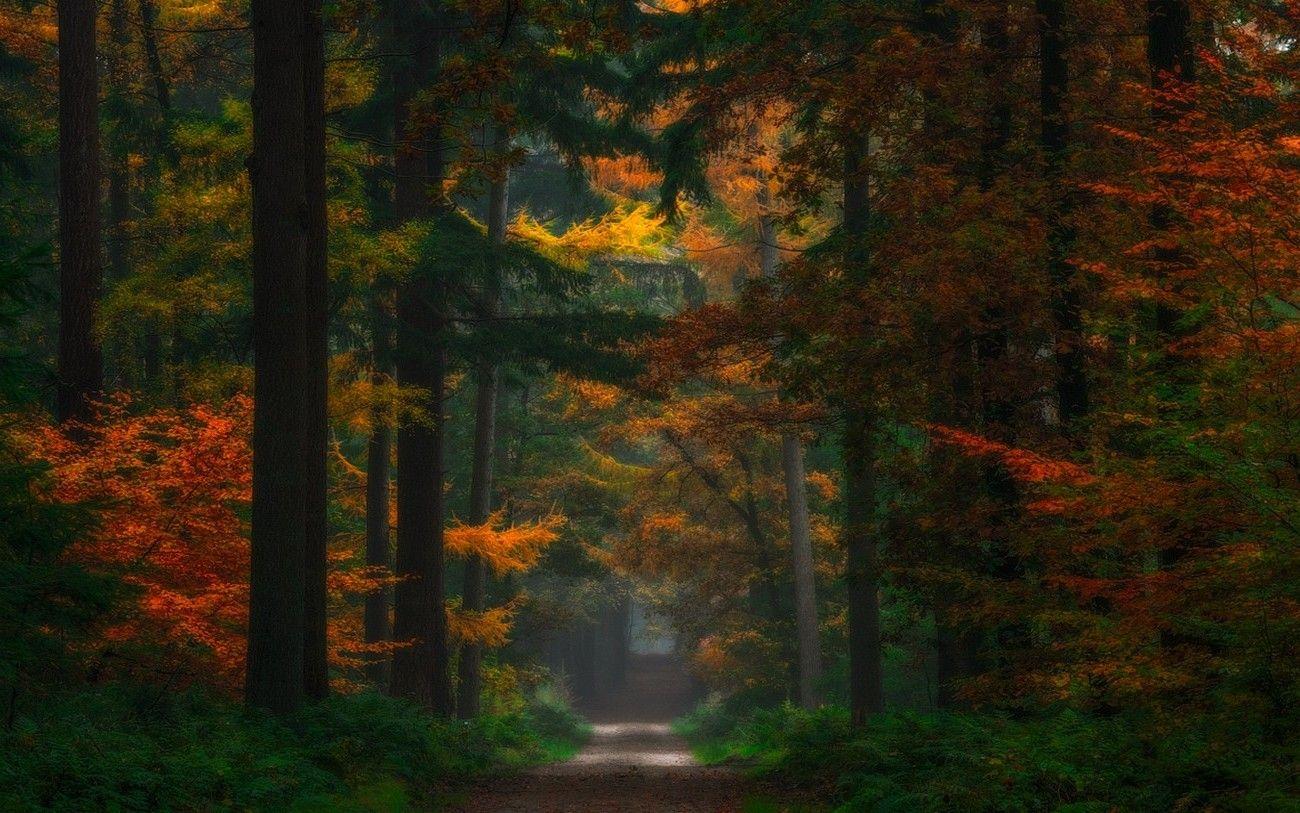 nature, Landscape, Forest, Fairy Tale, Fall, Path, Trees, Dirt Road, Colorful, Netherlands, Shrubs Wallpaper HD / Desktop and Mobile Background