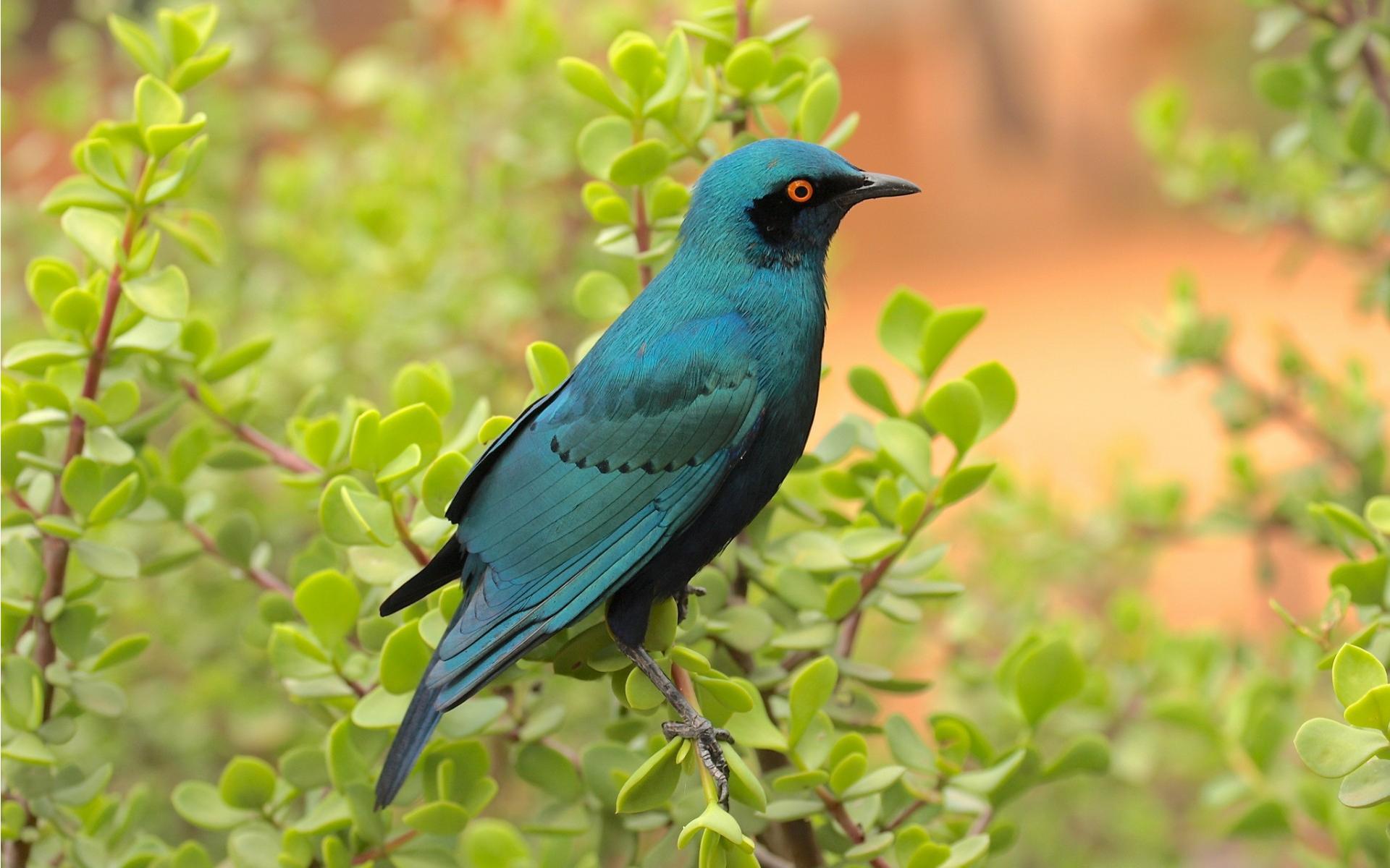 Desktop Blue Birds Wallpaper Download