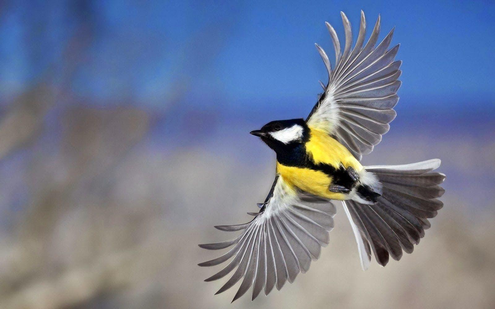 Flying Birds Wallpaper HD Yellow Belly. Birds, Belly, HD
