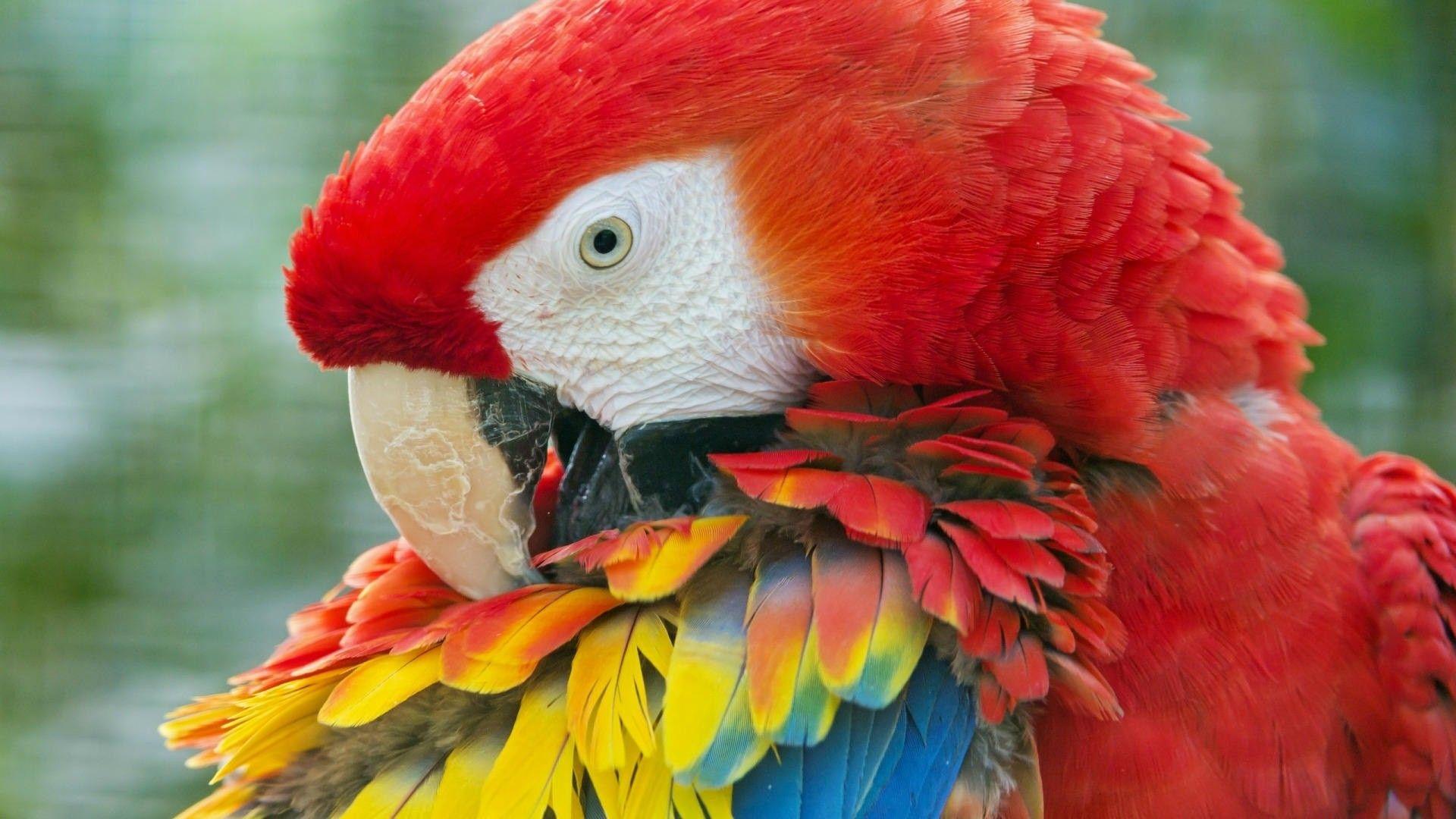 Best HD Wallpaper Bird Parrot High Resolution Widescreen Lorful