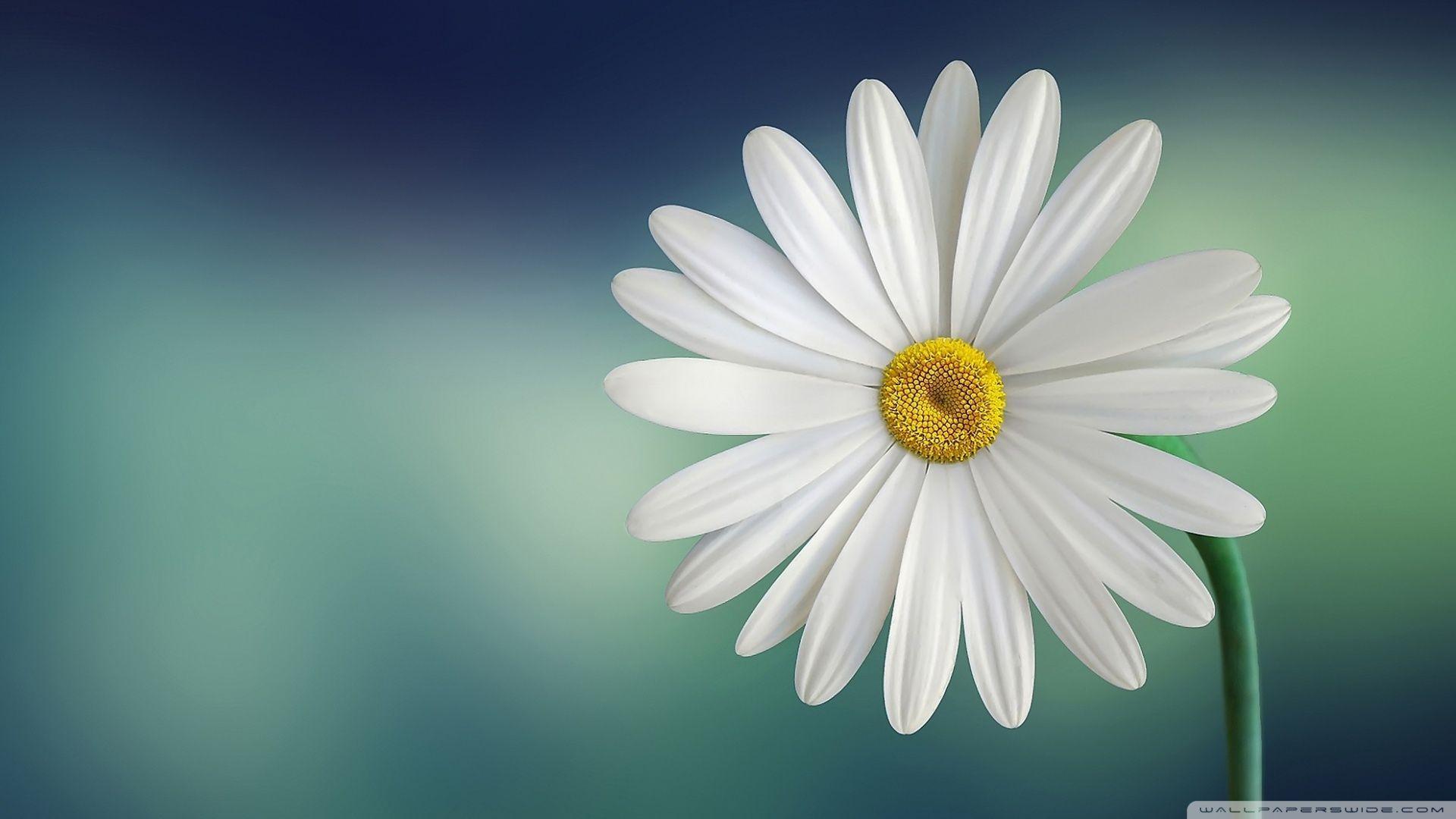 Marguerite Daisy Flower ❤ 4K HD Desktop Wallpaper for 4K Ultra HD