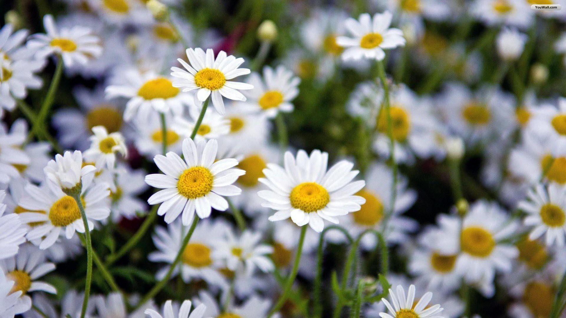 Daisies Wallpaper, Daisies High Quality #KZ645 Mobile And Desktop