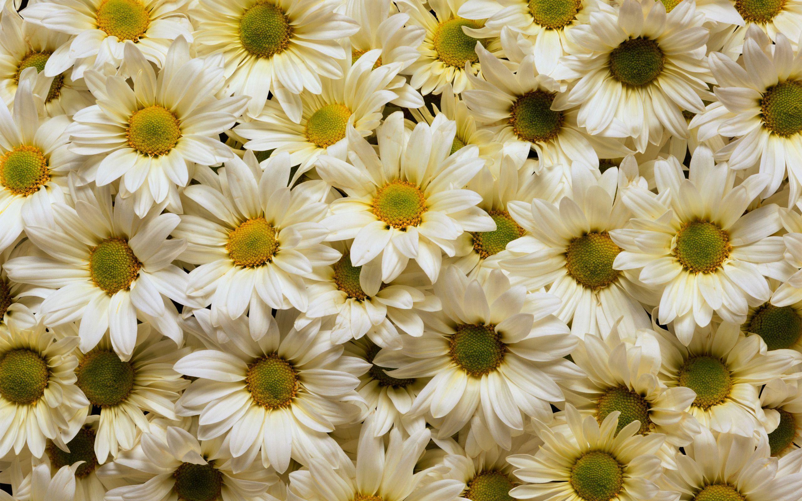 white daisy wallpaper