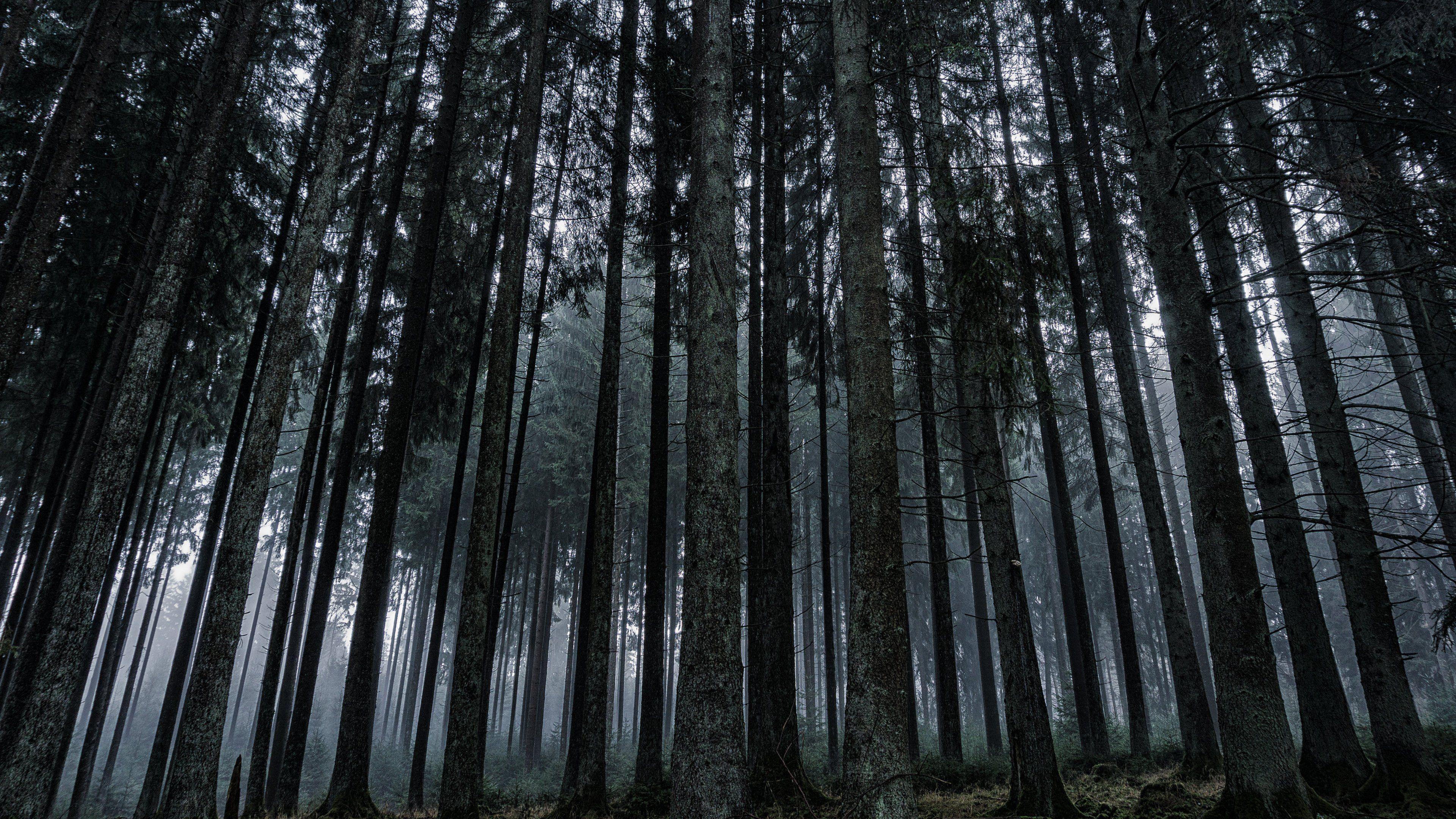 Dark Forest Wallpaper & Desktop Background