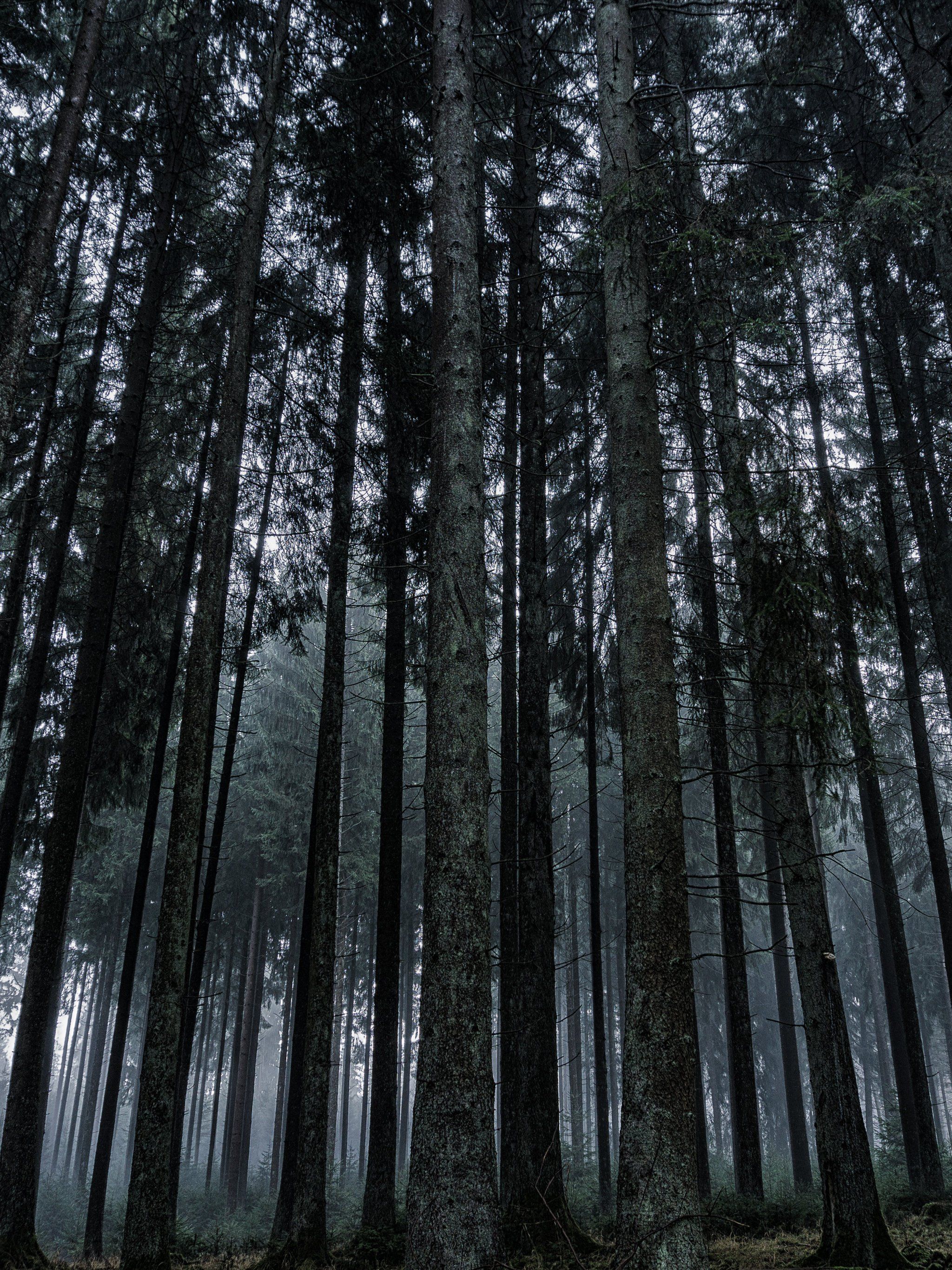 Dark Forest Wallpaper & Desktop Background