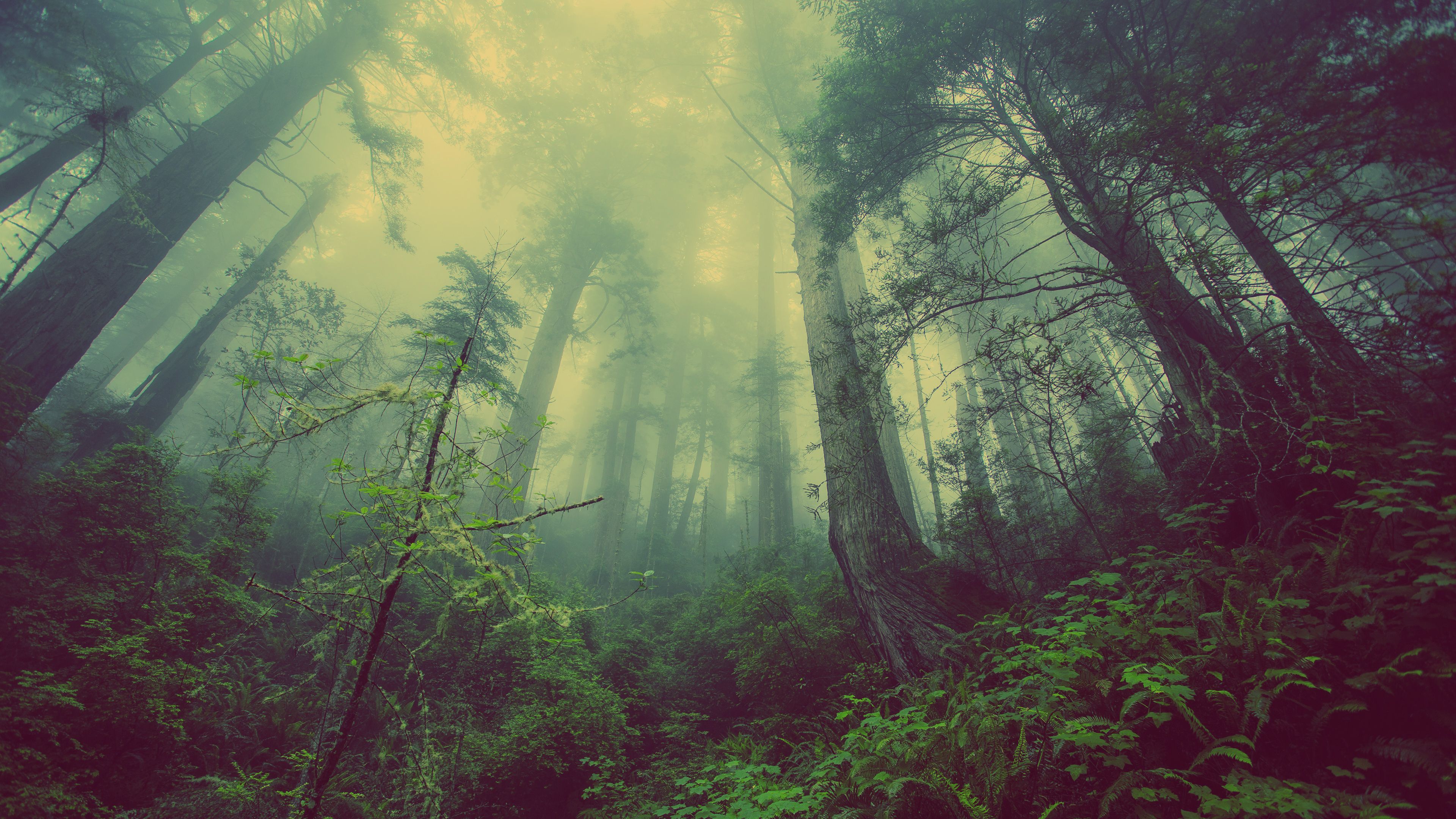 Dark Foggy Forest wallpaper. California landscape, Landscape
