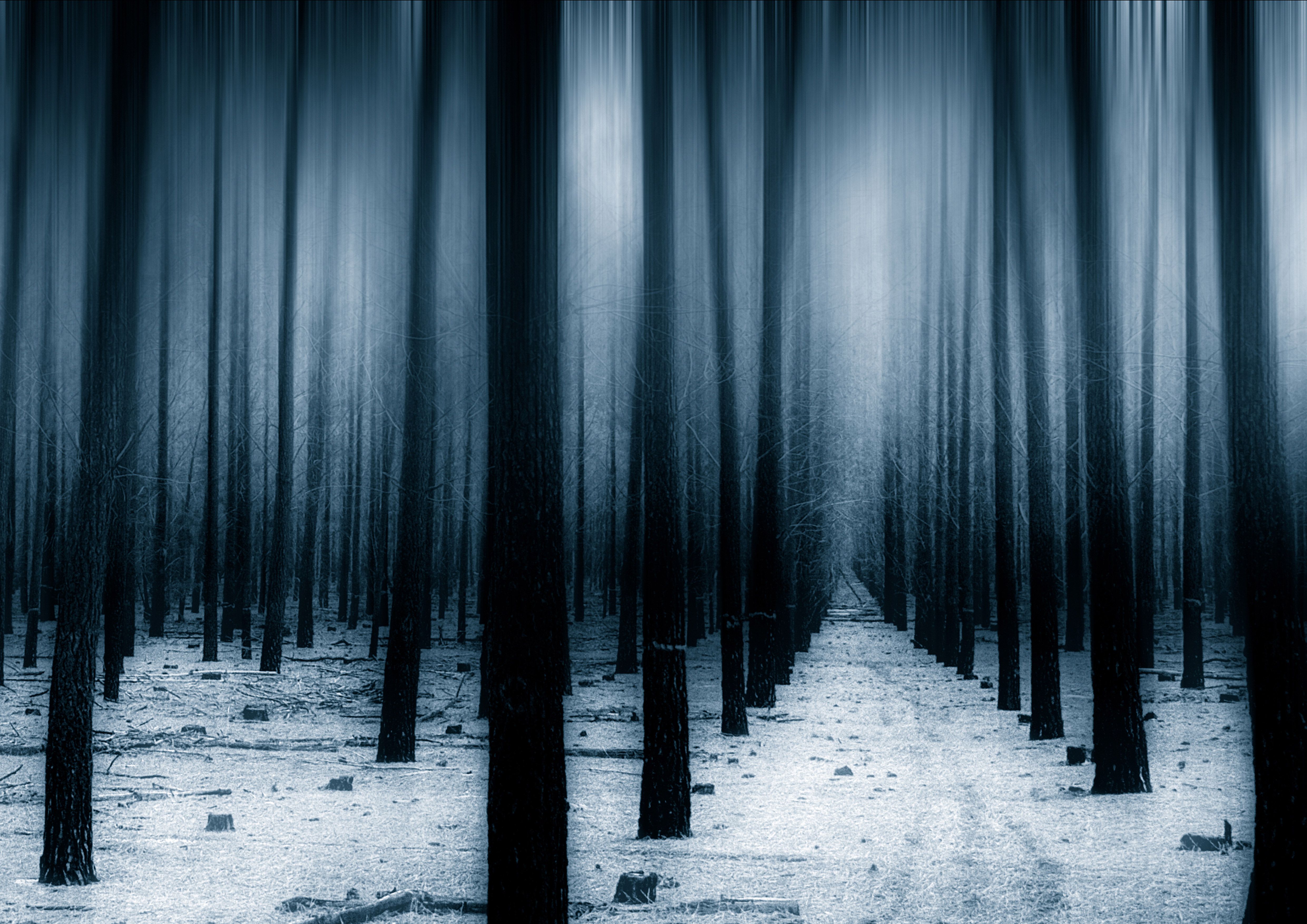 Dark Forest Woods Snow Winter 8k, HD Nature, 4k Wallpaper, Image