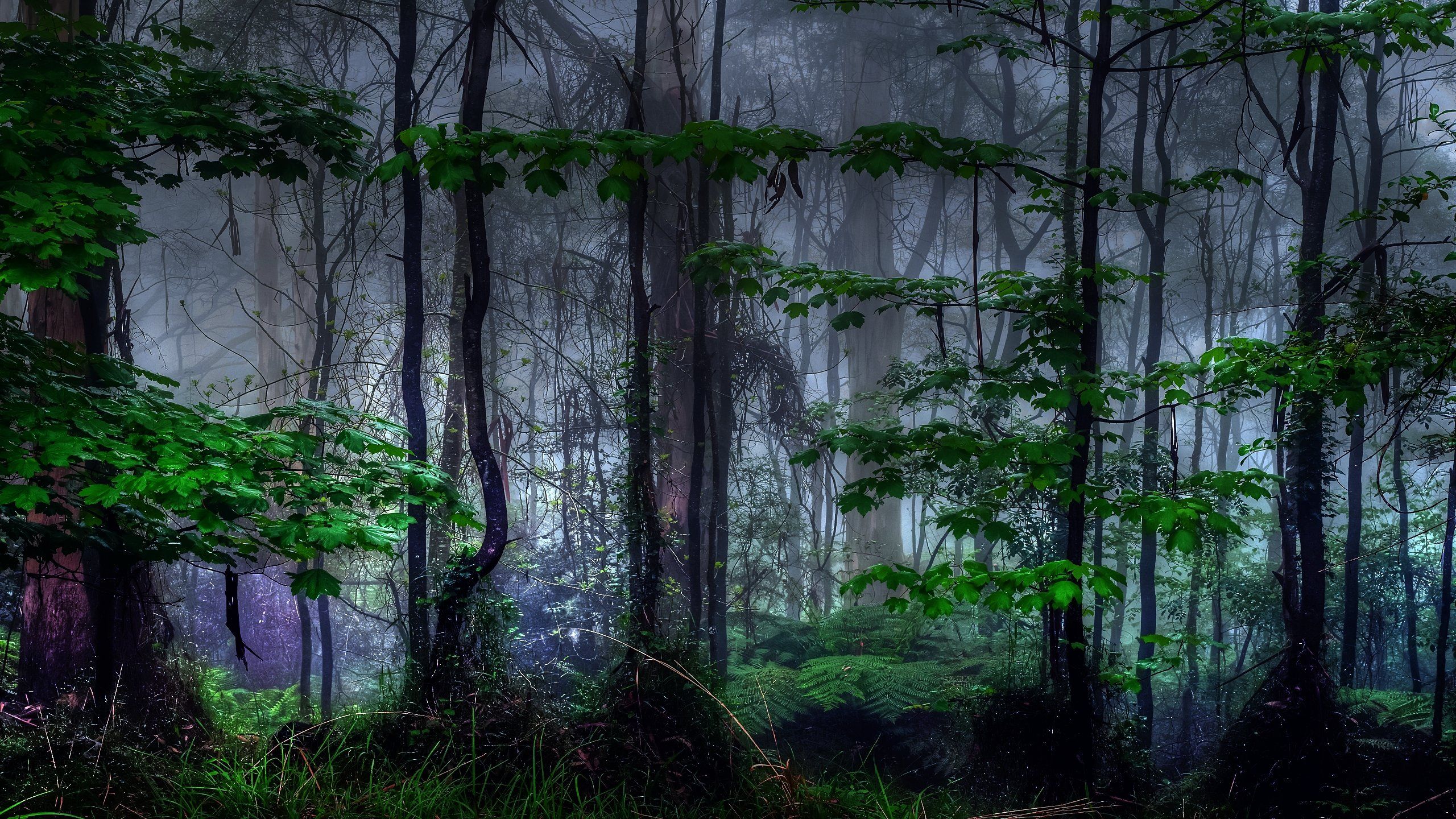 Dark Forest Wallpaper Picture Free Download > SubWallpaper