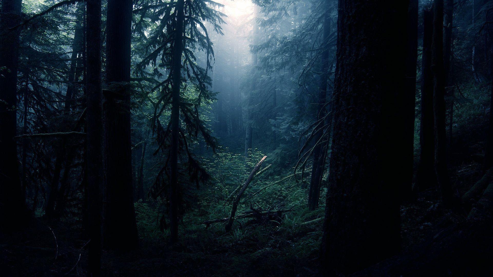 Dark Forest HD HD Wallpaper, Background Image