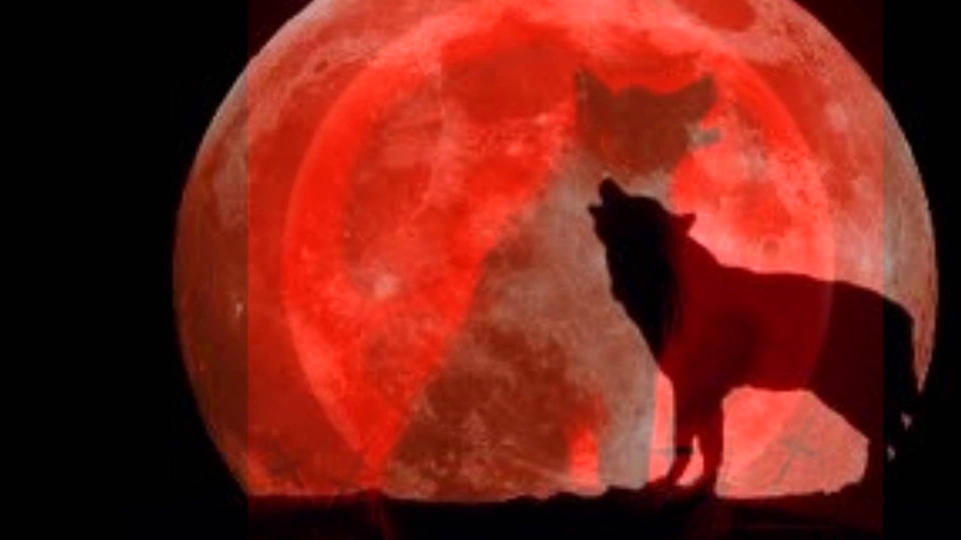 Red Moon And White She Wolf Yuliya Yefanova