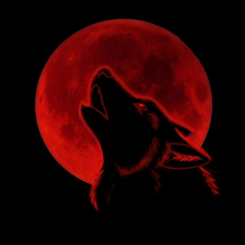 red wolf howling at moon