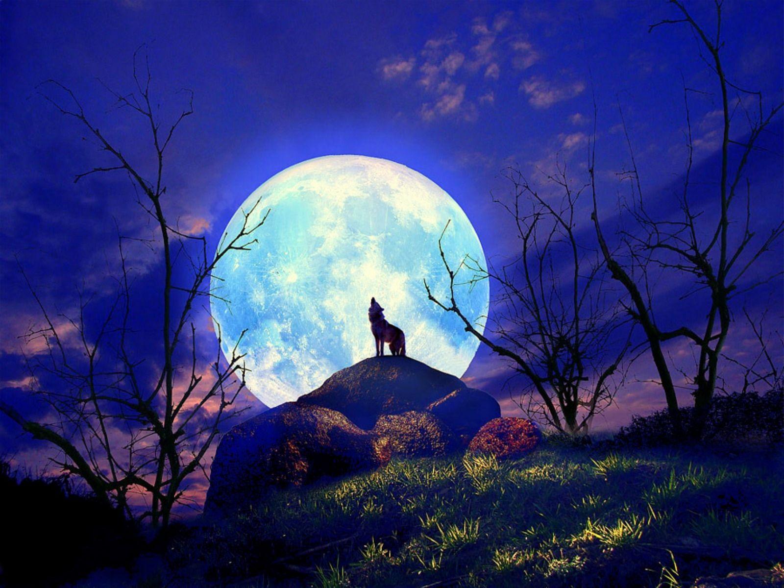 Full Moon Wolf Pack HD Wallpaper, Background Image