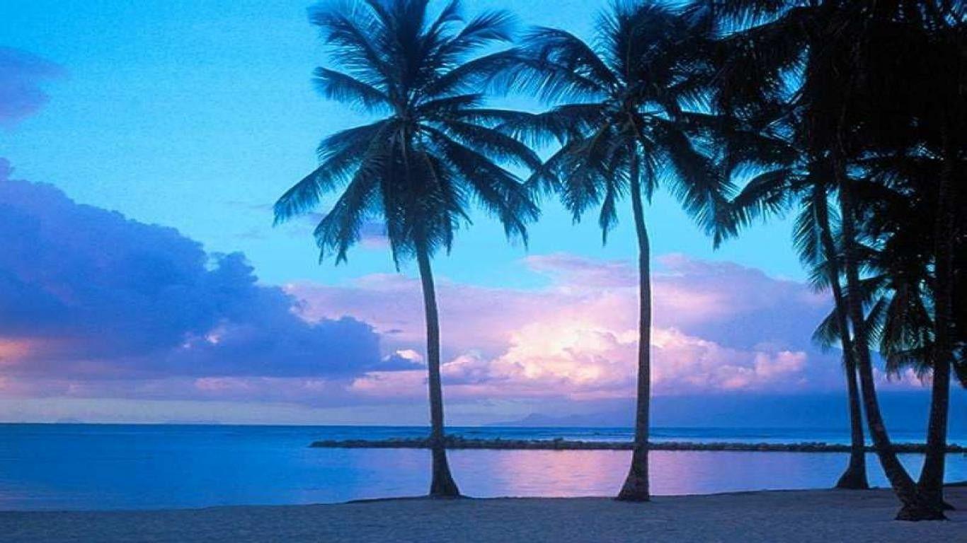 Beaches: Palms Tropical Beach Nature Beaches Background Picture