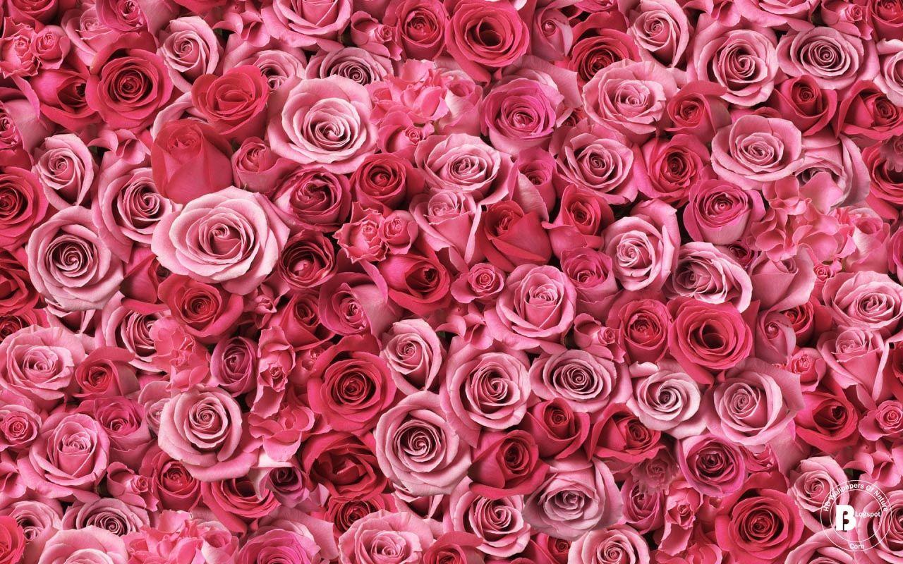 rose wallpaper for pc pink wallpaper for pc spirals of love hd