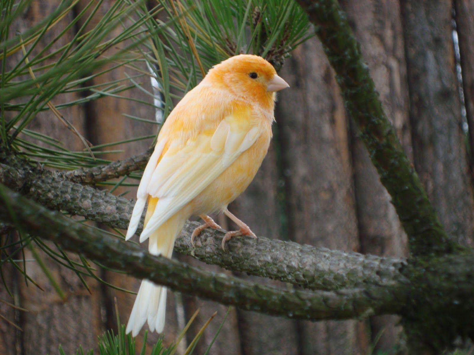 Wallpaper Gambar Foto Lukisan Burung Kenari Picture Painting And