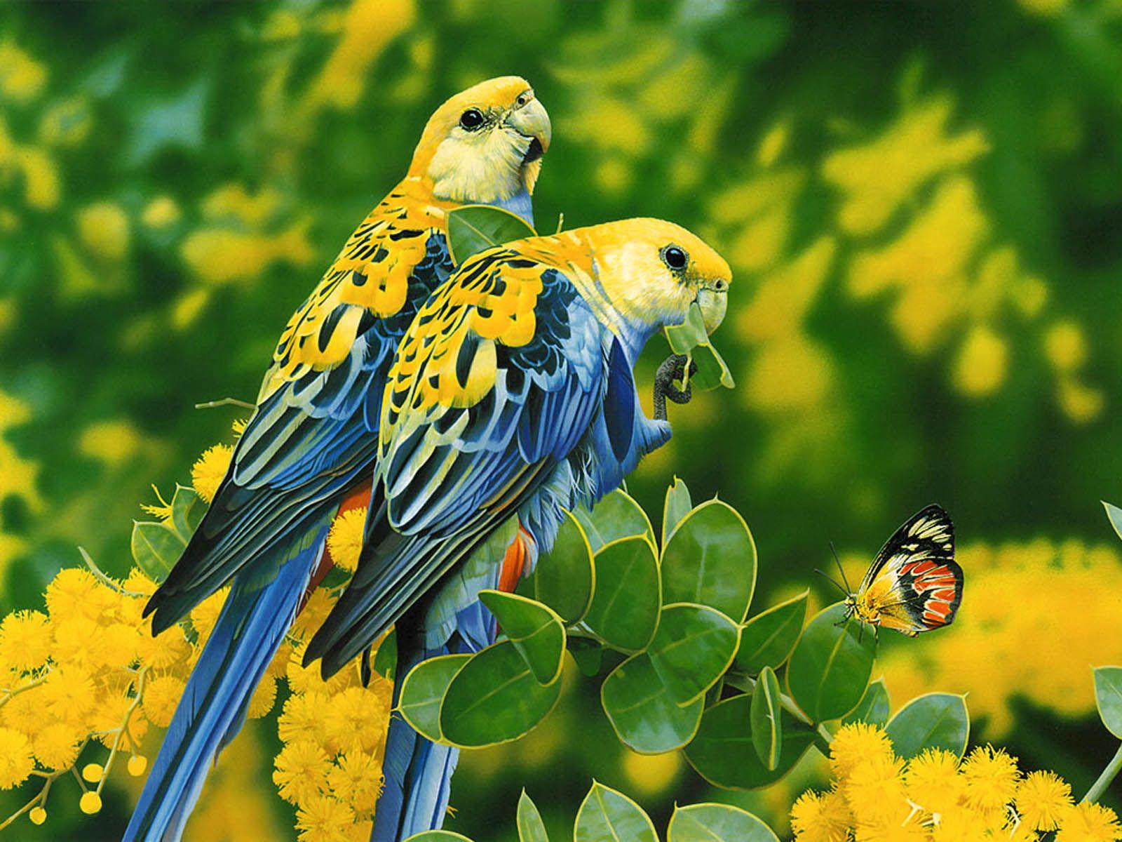Desktop image about birds