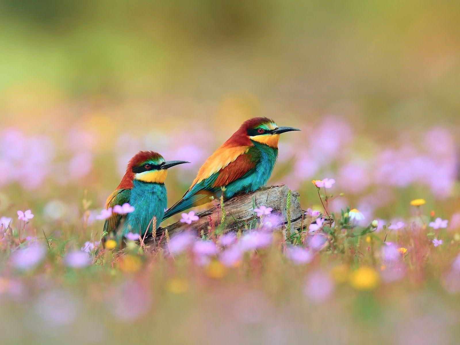 Burung Lucu. HD Wallpaper Gratis