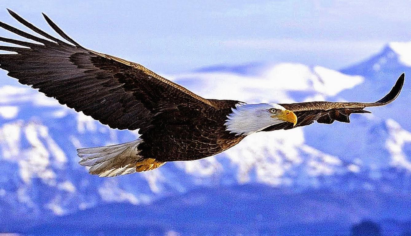 Image for Gambar Burung Elang 3D Wallpaper HD. gardening