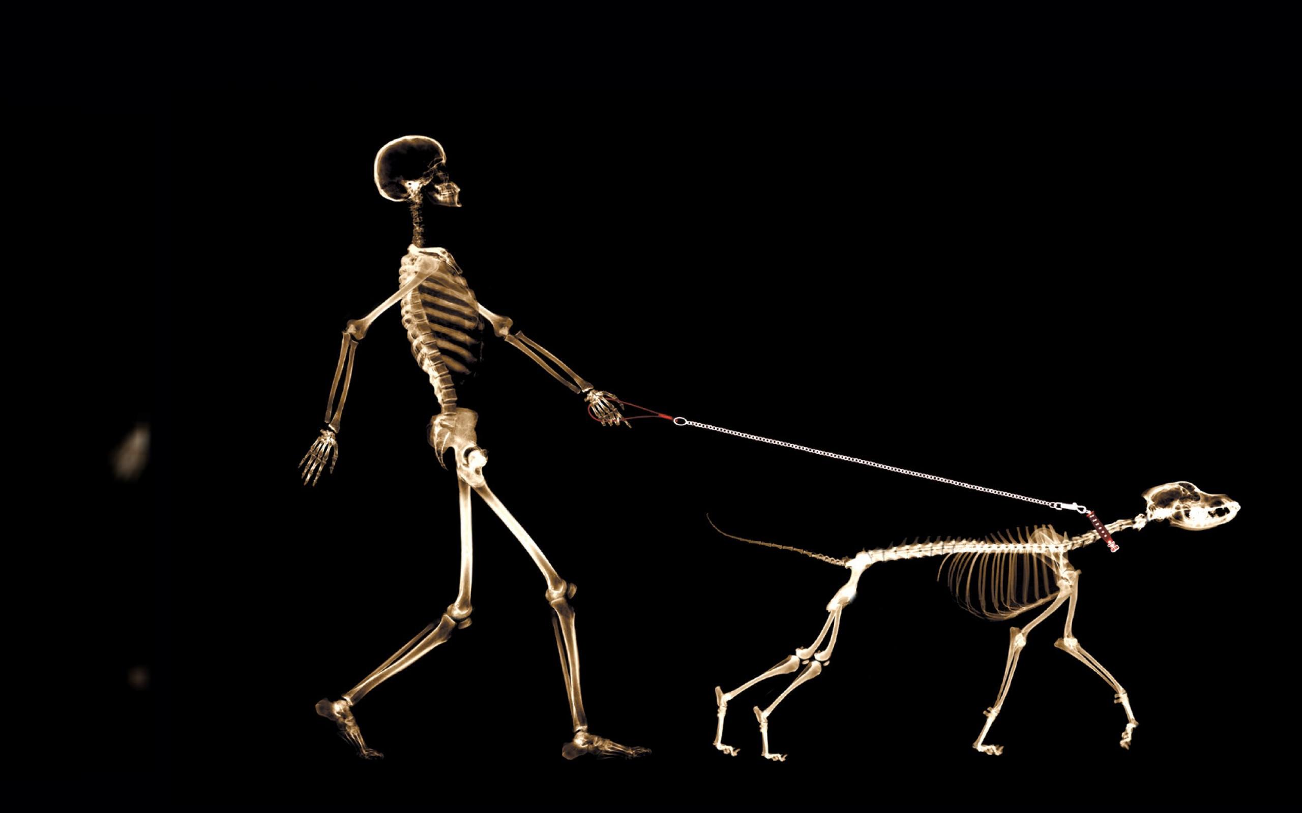 Skelleton Cool Funny Wallpaper Wallpaper. High Resolution