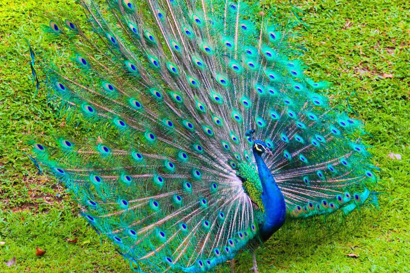 Peacock High Definition Wallpaper 31691 - Baltana