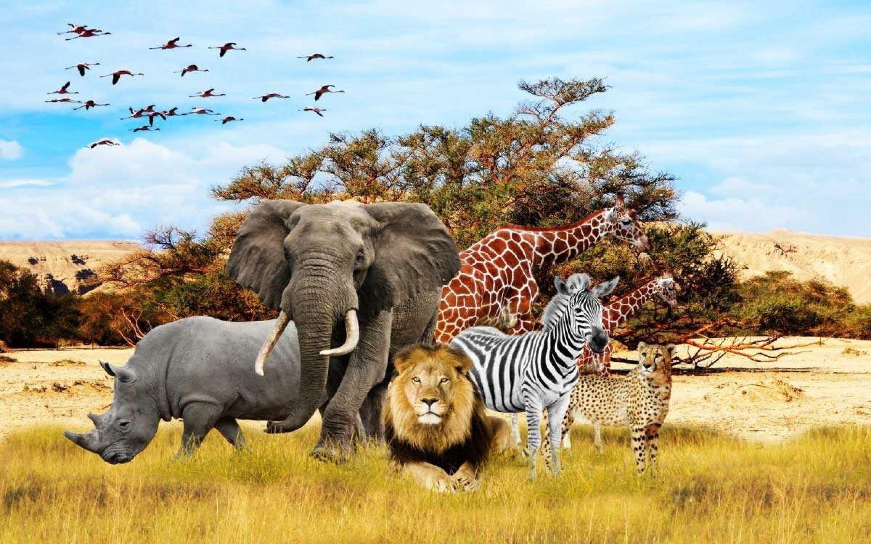 African Safari Animals Wallpaper