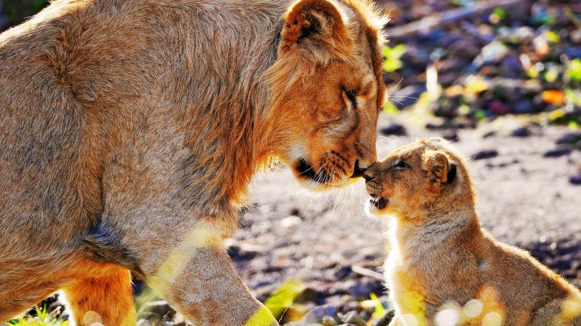 Baby African Animals HD Wallpaper, Background Image