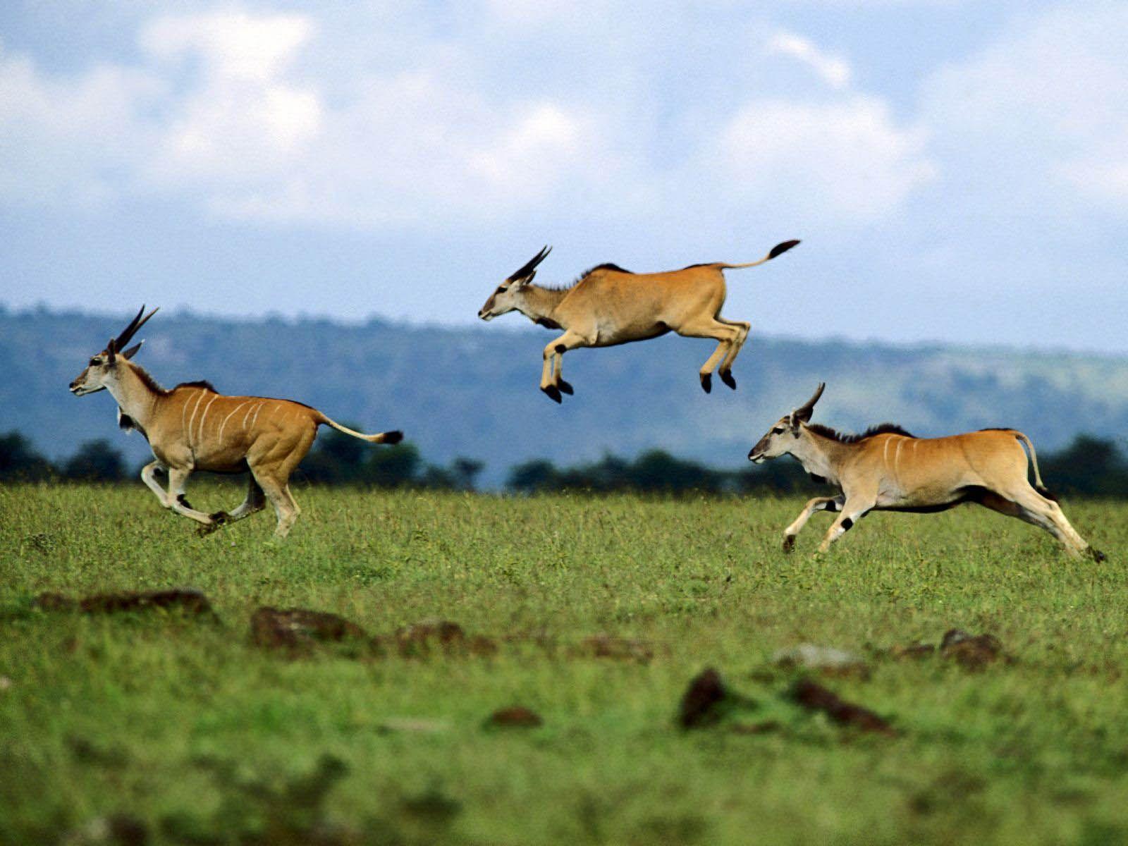 Jumping Contest Cape Eland Kenya Africa Wildlife Wallpaper