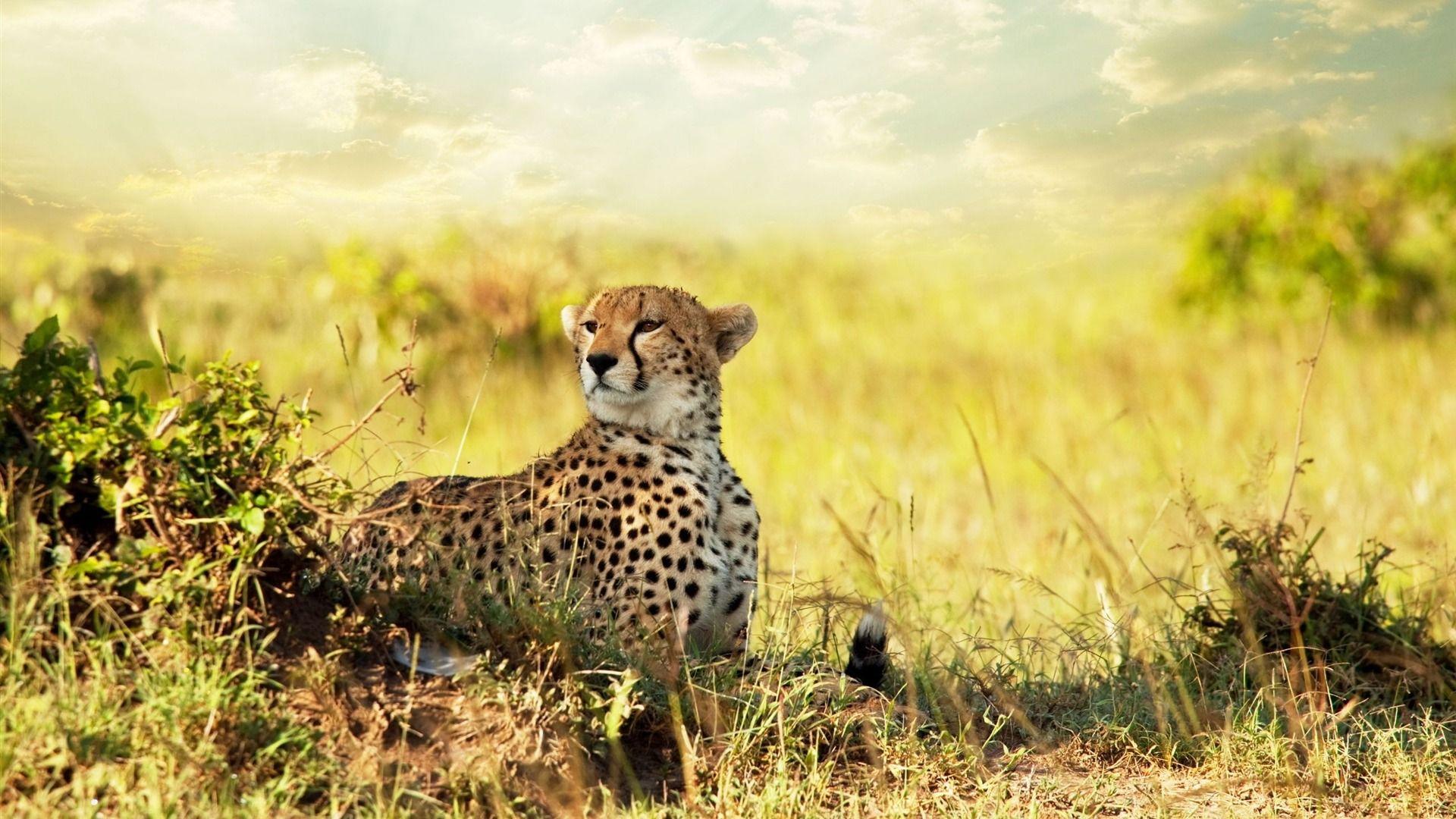 Wallpaper.wiki Cheetah In Africa Animal World Wallpaper 1920x1080