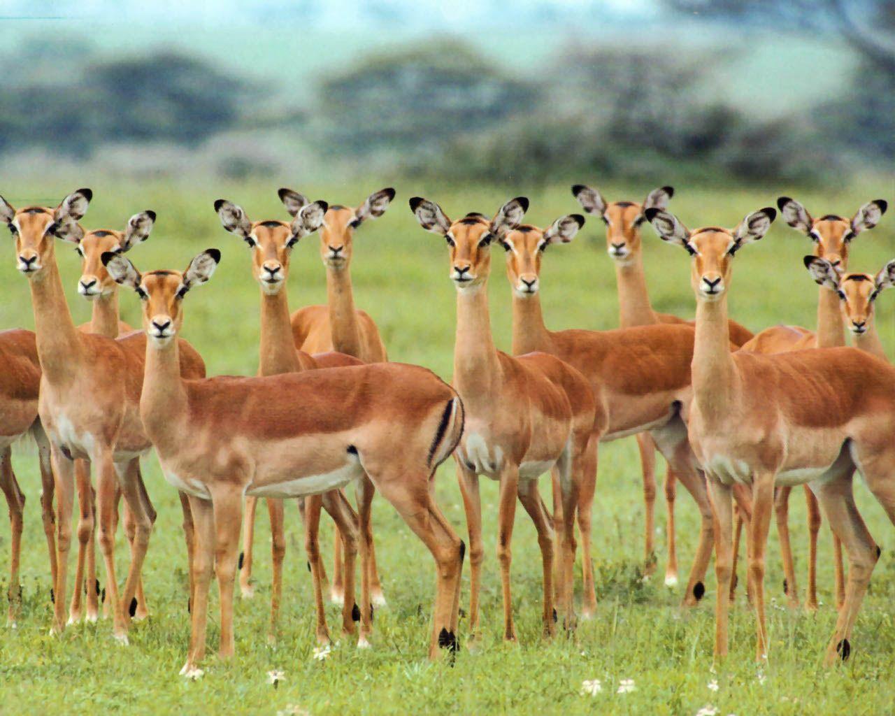 Impala Wildlife Wallpaper
