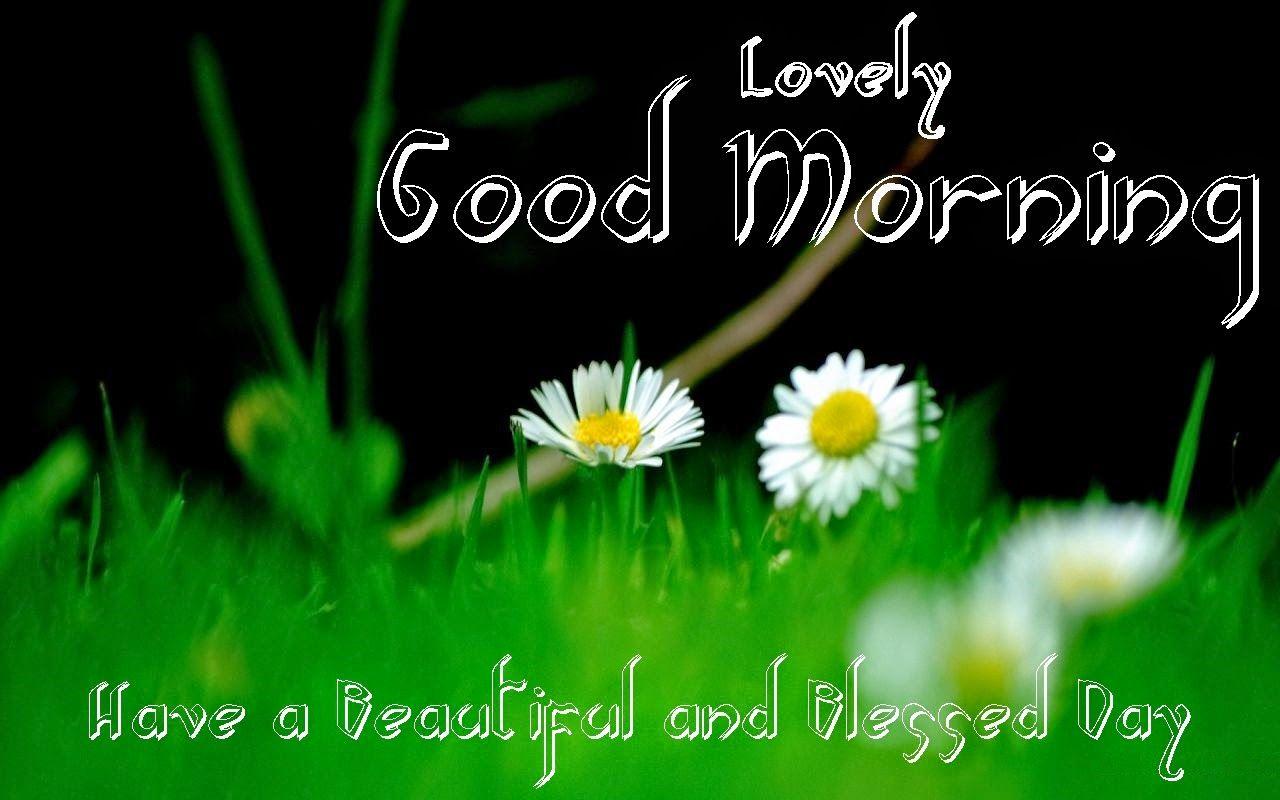 Quote Wish Good Morning Hd Quality Greenary Flowers Fresh Free