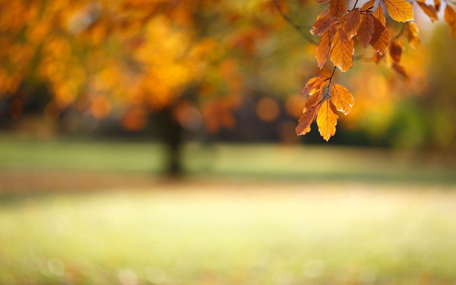 Autumn Leaves Wallpaper Widescreen Wallpaper Hd