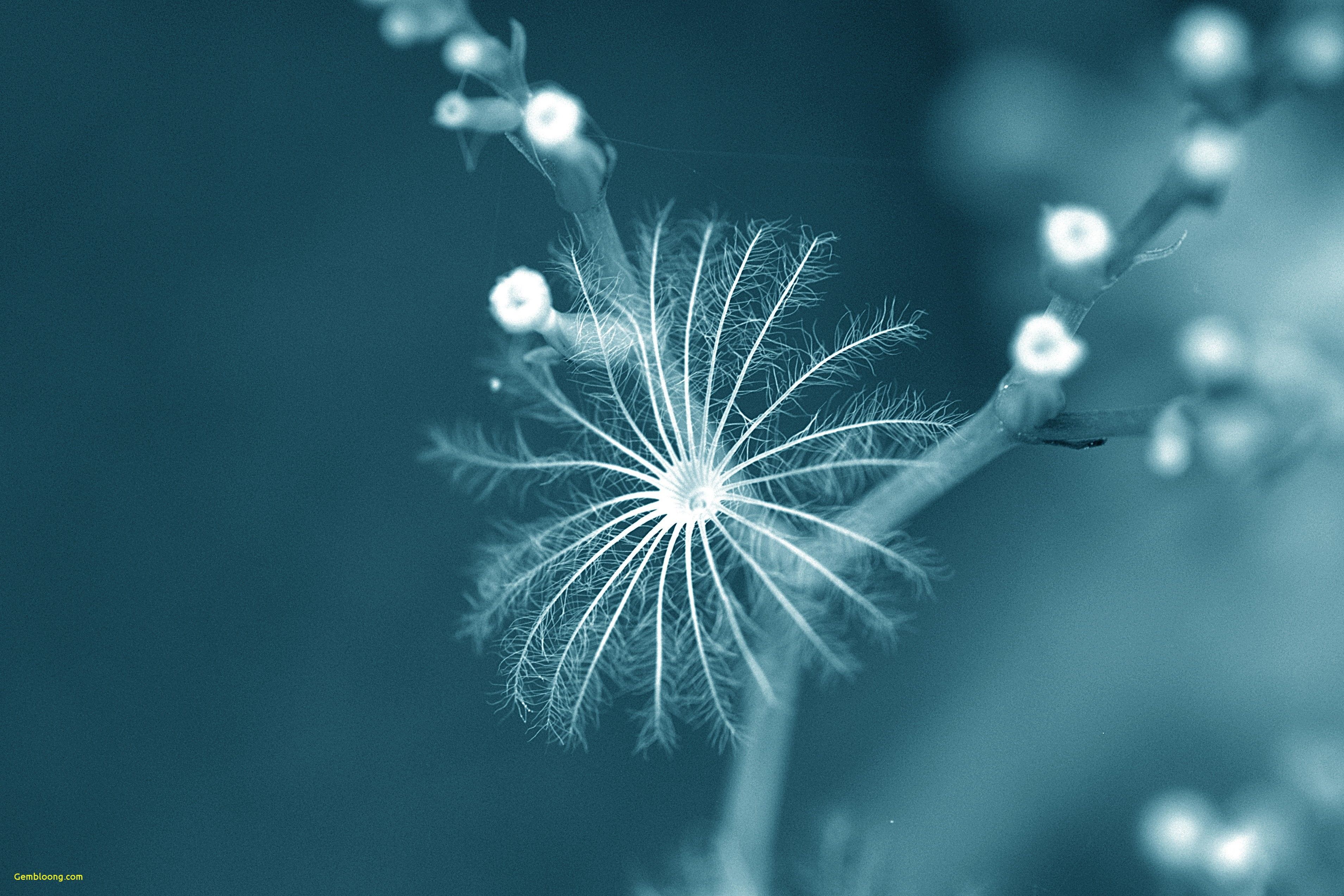 Amazing Wallpaper HD for android Awesome New Wallpaper HD