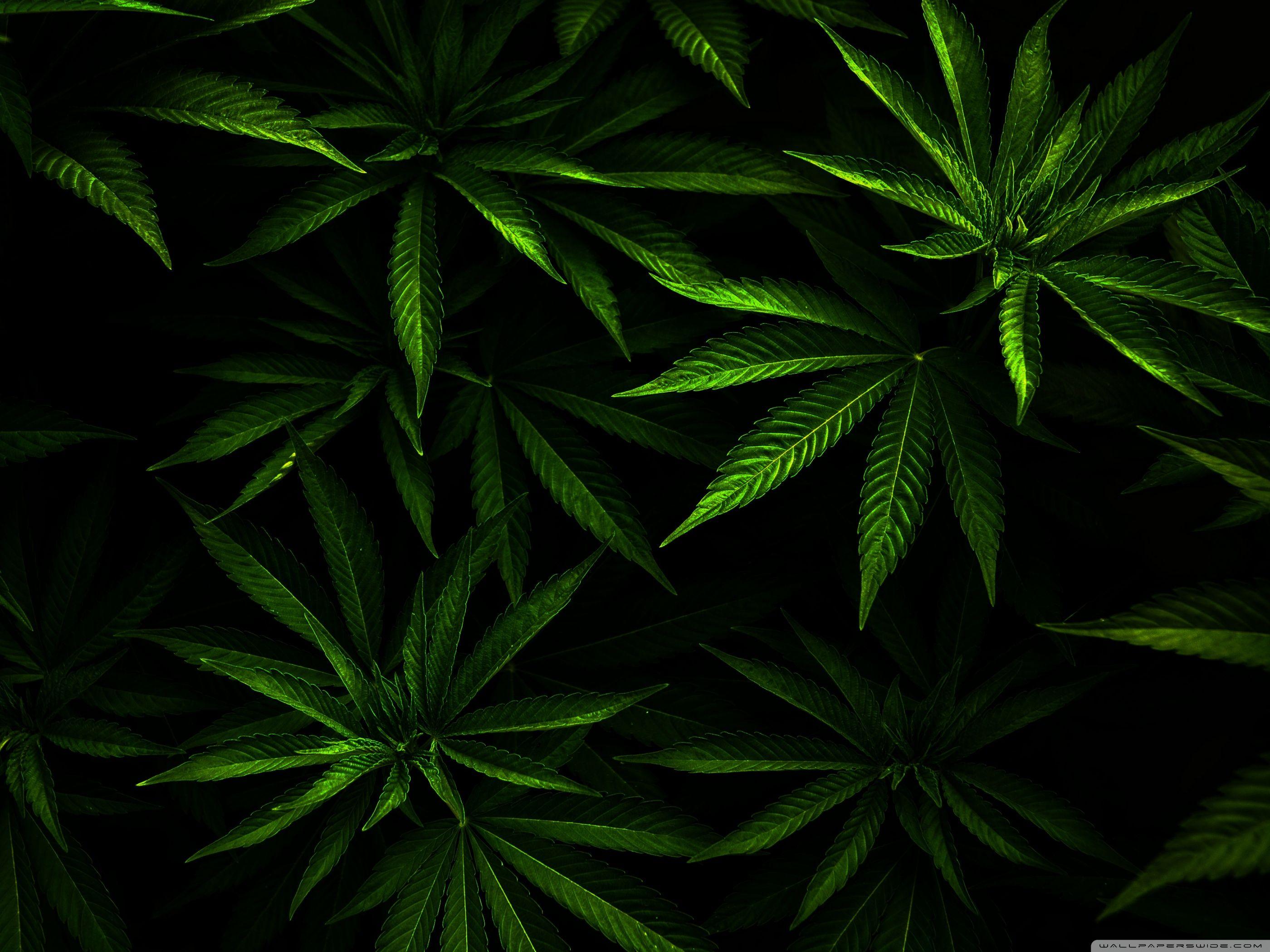 Marijuana Wallpaper Plants Nature Wallpaper In Jpg Format For At