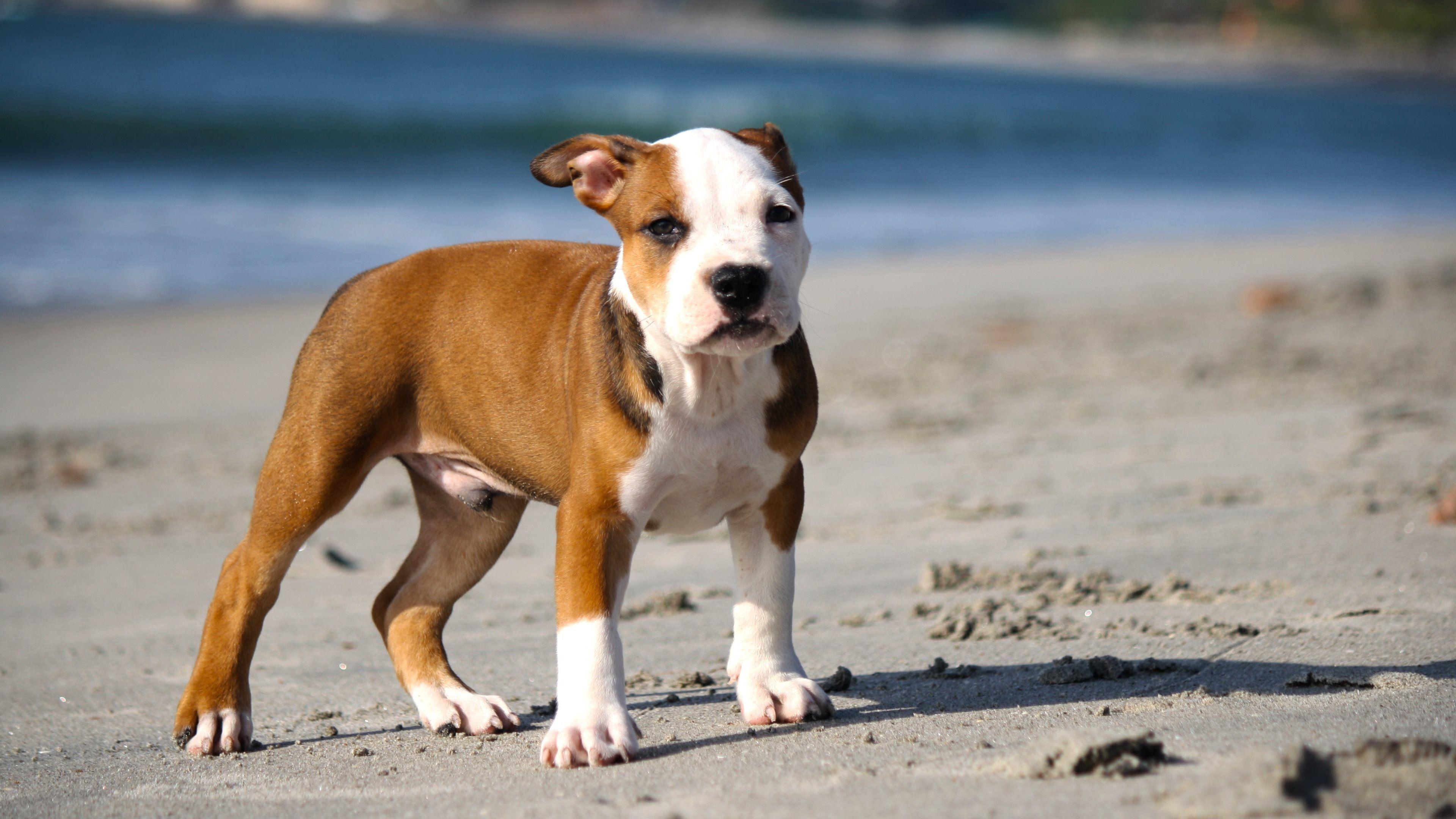 Pitbull Wallpaper
