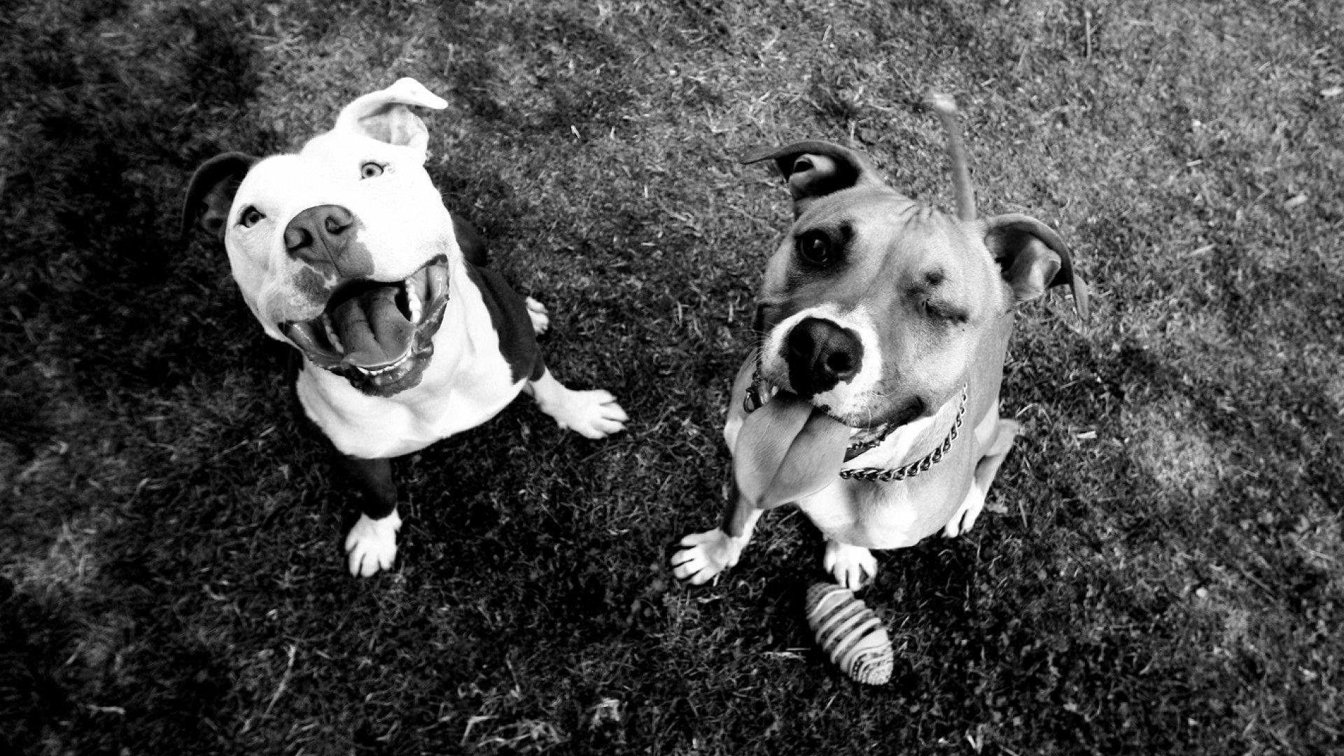 Pitbull Germany Wallpapers - Wallpaper Cave