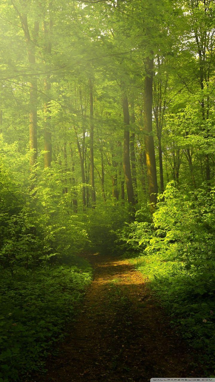 Beautiful Nature Image, Green Forest Ultra HD Desktop