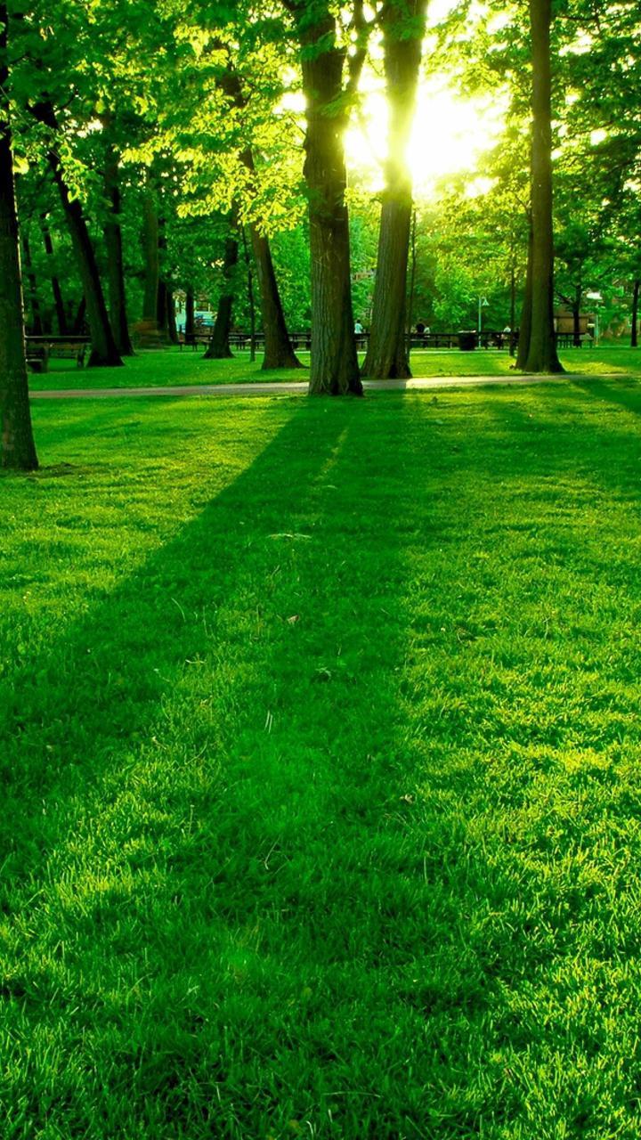 Green Lawn In The Park Wallpaper. Wallpaper Studio 10