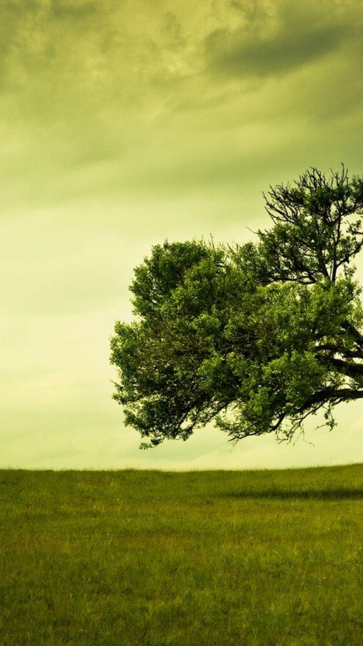 Green Sky Tree & Grass Galaxy s3 wallpaper