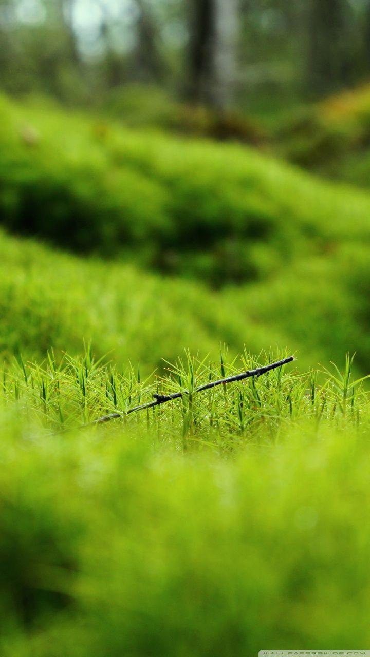 Green Moss ❤ 4K HD Desktop Wallpaper for 4K Ultra HD TV • Wide