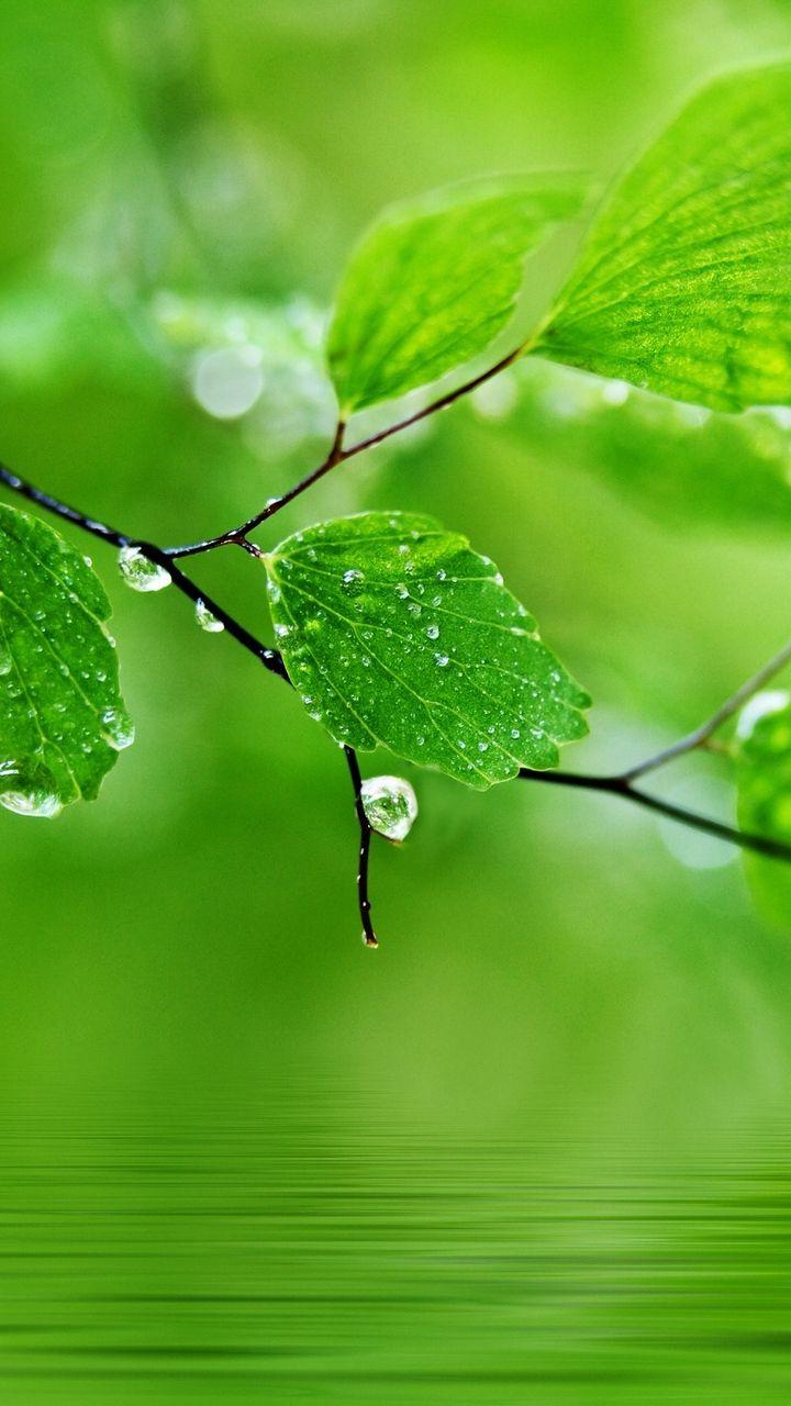 Download wallpaper 720x1280 leaves, drops, nature, macro samsung