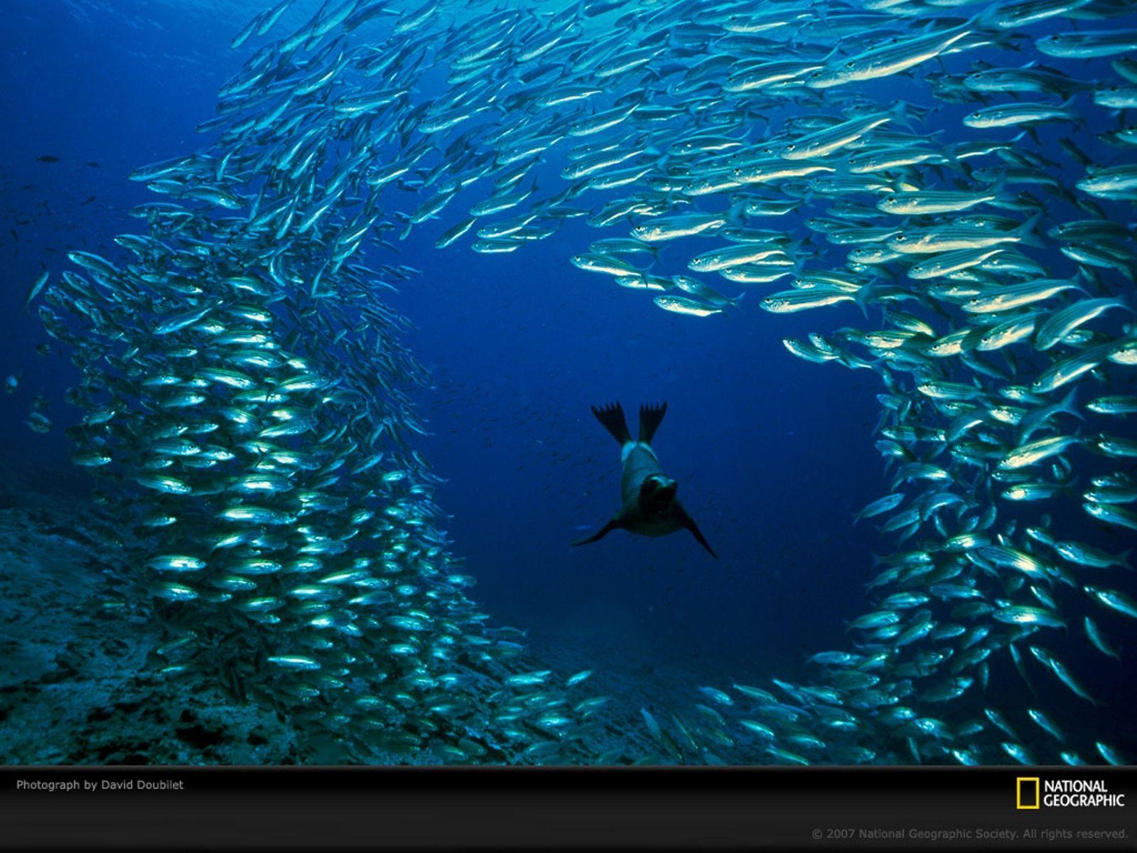 trololo blogg: National Geographic Ocean Wallpaper