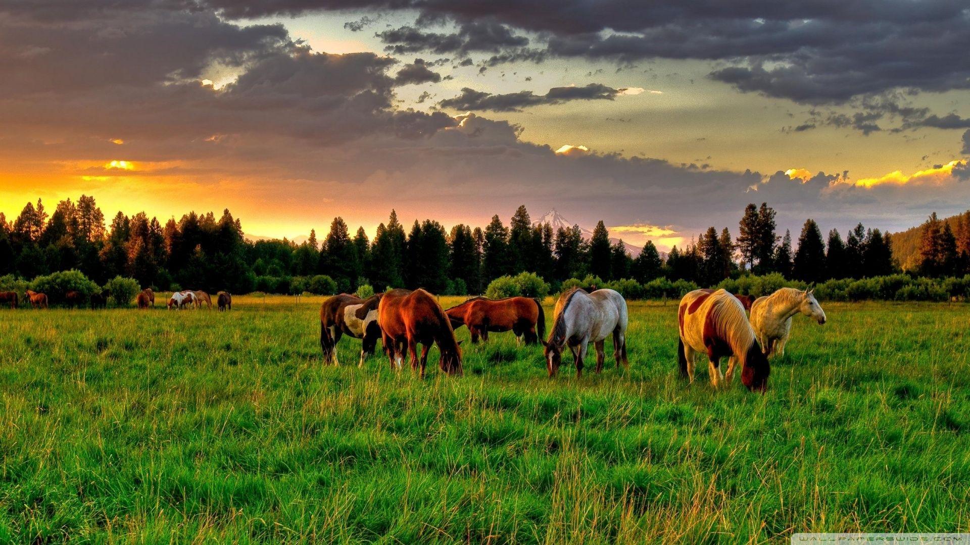 Horses Grazing In A Field ❤ 4K HD Desktop Wallpaper for 4K Ultra HD