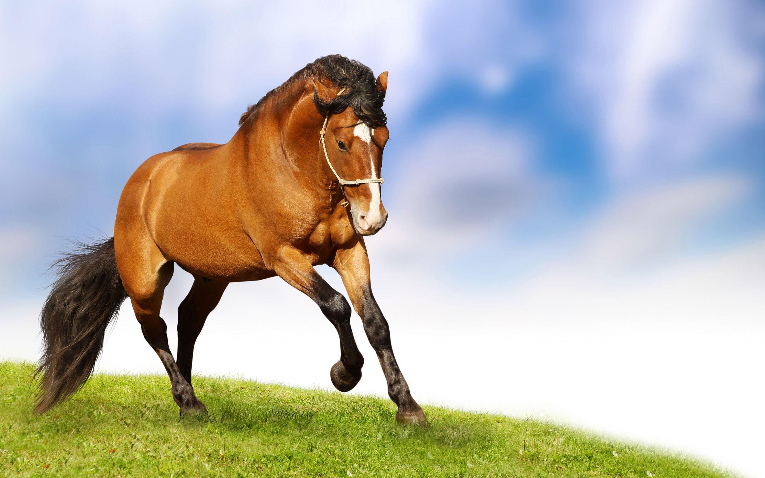 Horse Full HD Wallpaper and Background Imagex1600