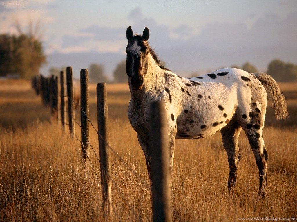 Horse Farm HD Wallpaper HD Image, HD Picture, Background