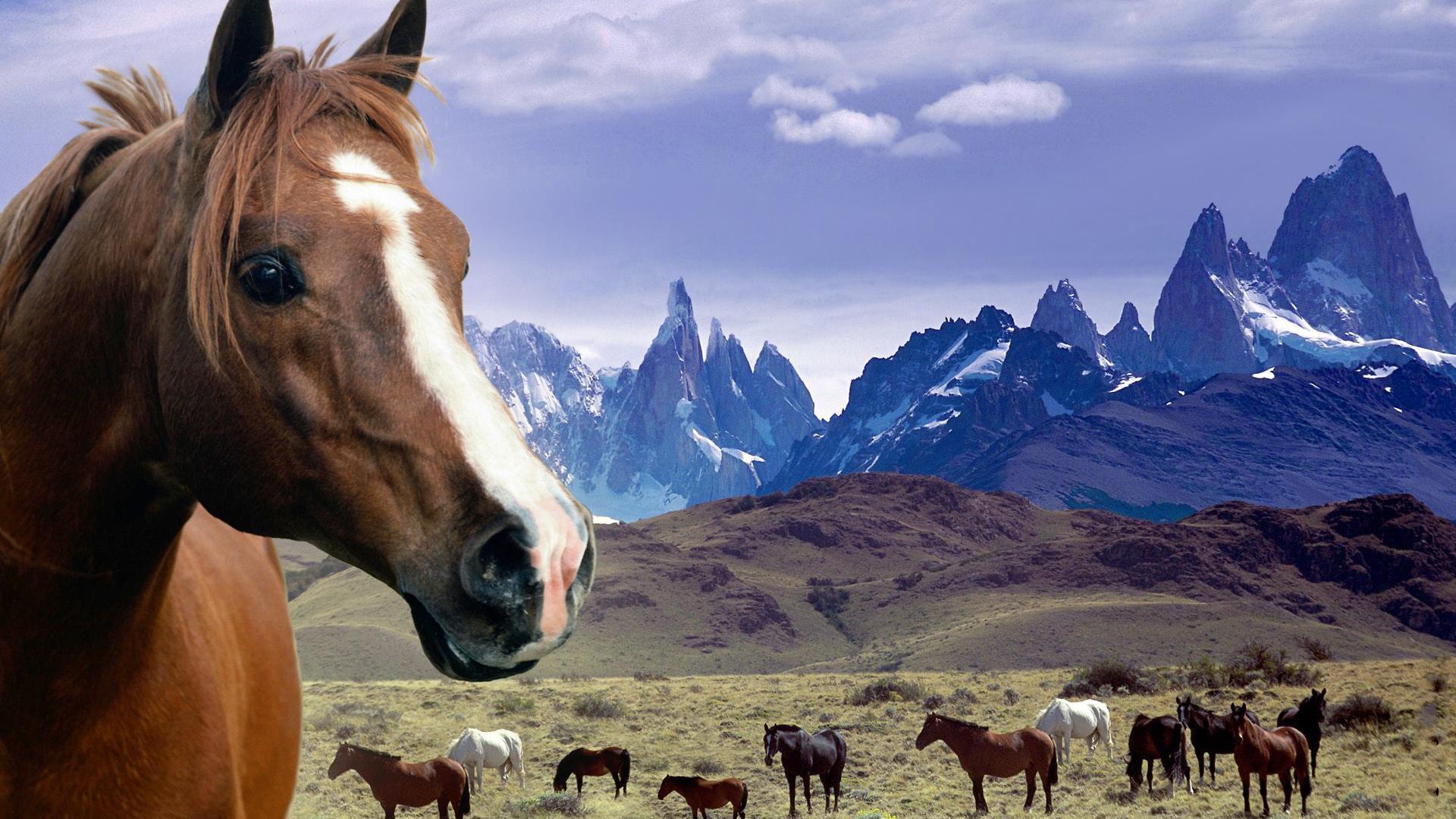 Grassland Horses Desktop Background Widescreen and HD background