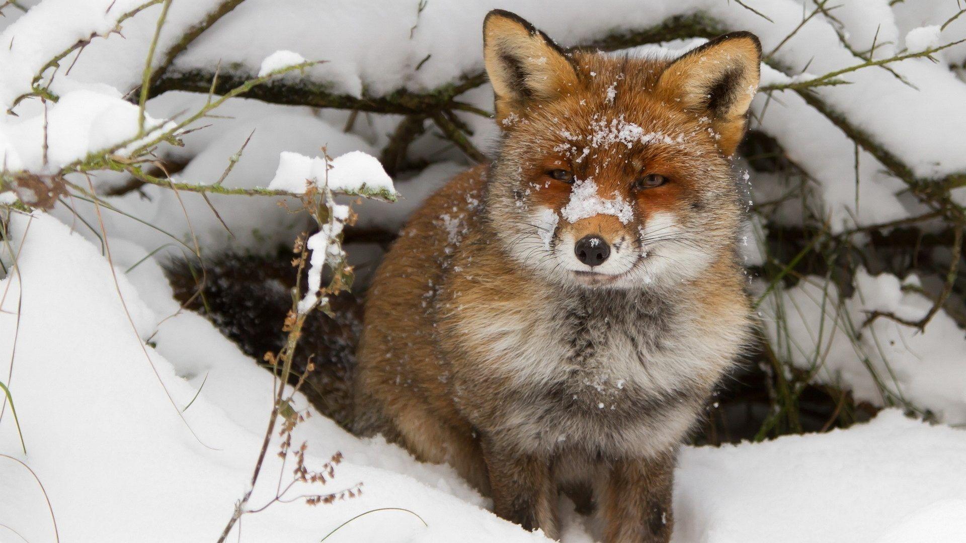 Animals: Nature Snow Cold Winter Animals Foxes Best Animal Photo