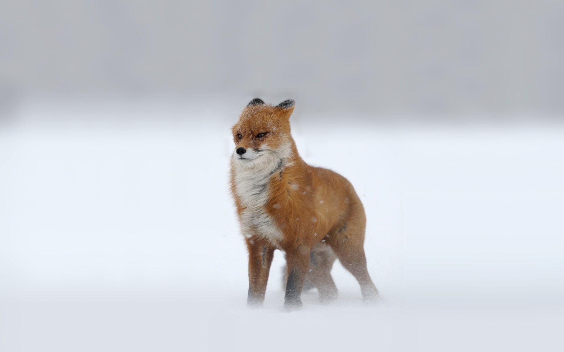 fox, Snow, Animals Wallpaper HD / Desktop and Mobile Background