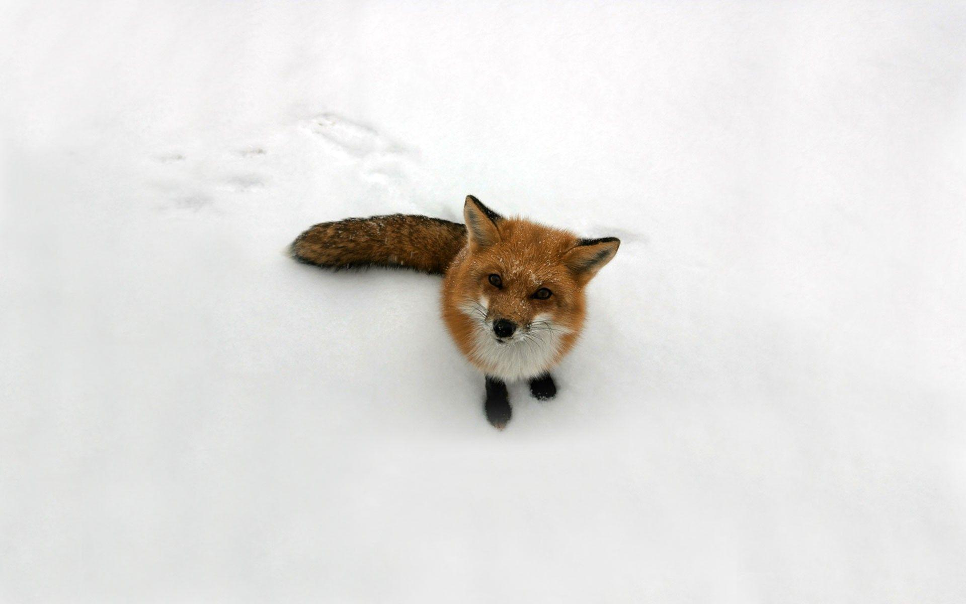 fox, Winter, Snow, Animals, Nature Wallpaper HD / Desktop