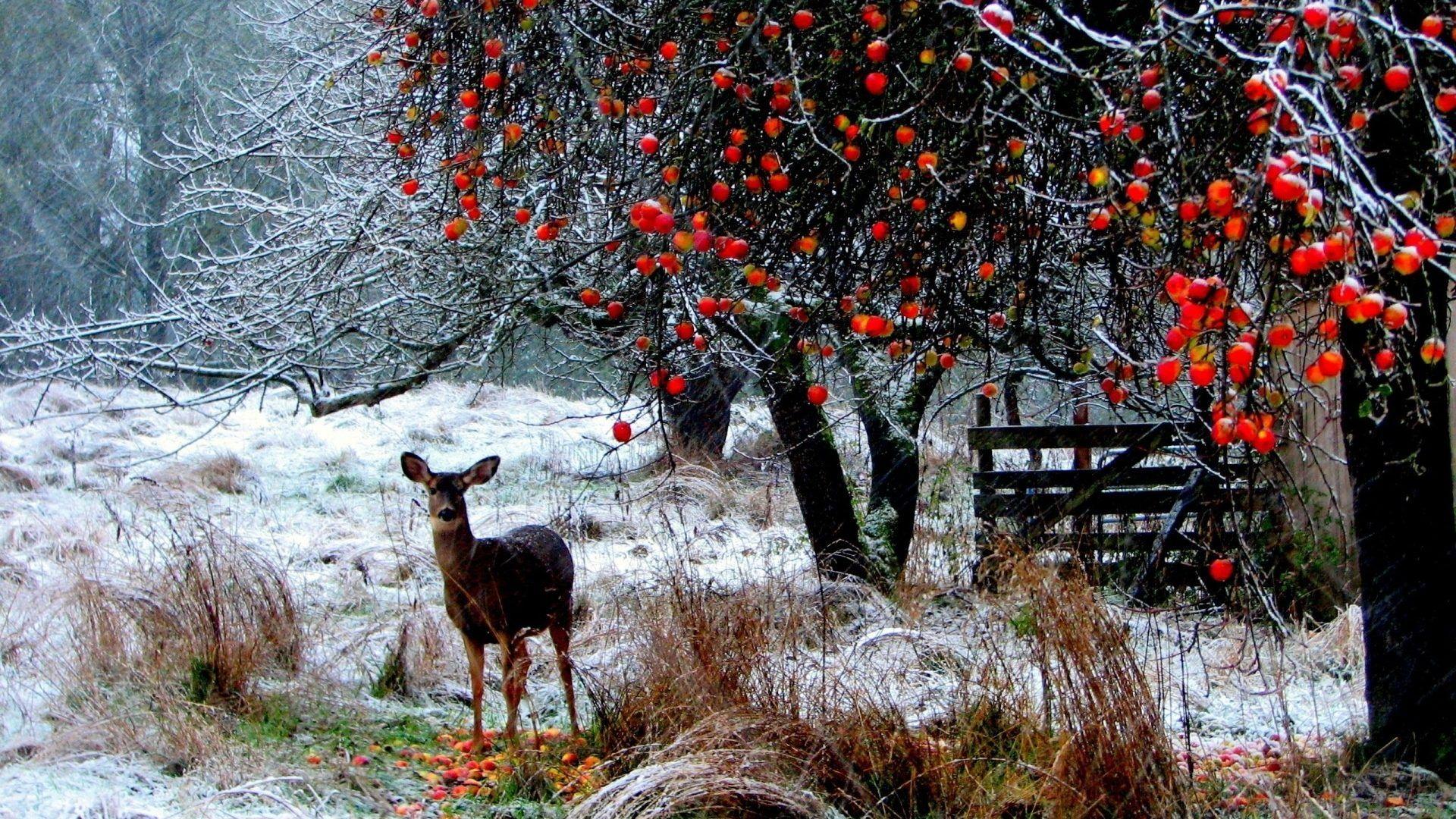 Snowing Tag wallpaper: Trees Seasons Berries Snow Landscapes Nature